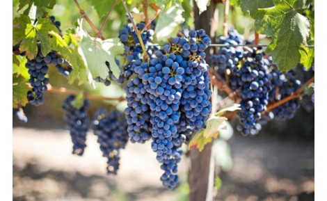 EVERYTHING YOU NEED TO KNOW ABOUT THE TEMPRANILLO VARIETY