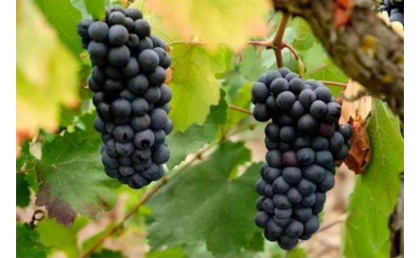 MALLORCAN GRAPE VARIETIES