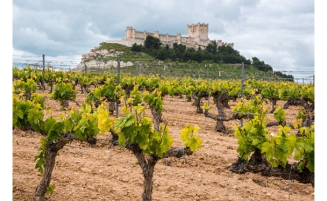 4 EXCELLENT RIBERAS FOR LESS THAN 10 EUROS